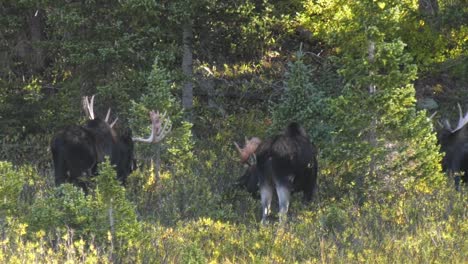 Group-of-bachelor-bull-moose-eating-on-willows-in-a-wetland-next-to-a-forest-edge