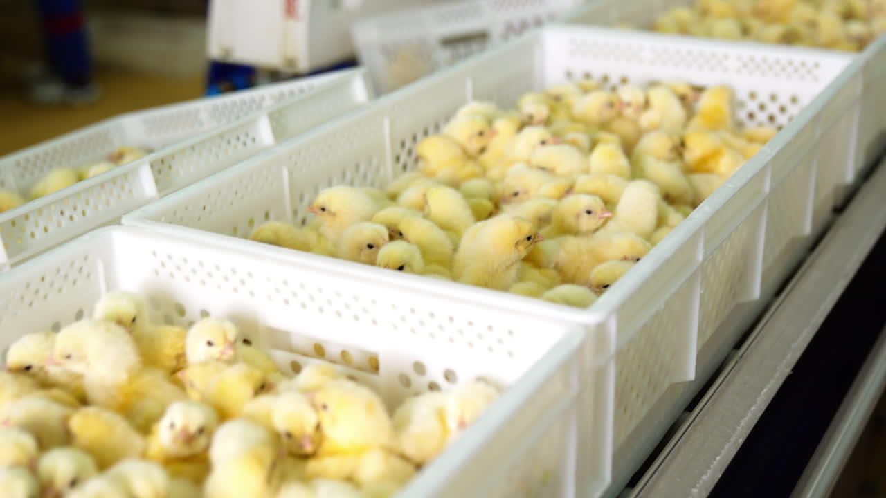 Conveyor line at poultry factory filled with plastic boxes with chick in them. Little cute domestic birds bunching in the crates. Unrecognized person at backdrop re-lays the chickens.