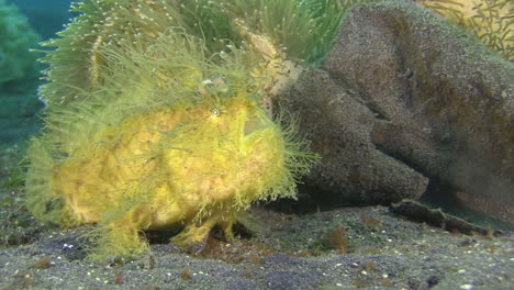 hairy frogfish breathing heavily next to coral matching in structure and color