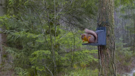 footage of a cute wild eurasian red squirrel with orange fur and wet tufted ears gently eating food from a bird feeder on a scots pine tree at centre parks in whinfell forest