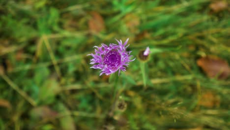 rotación sobre plano de flor morada