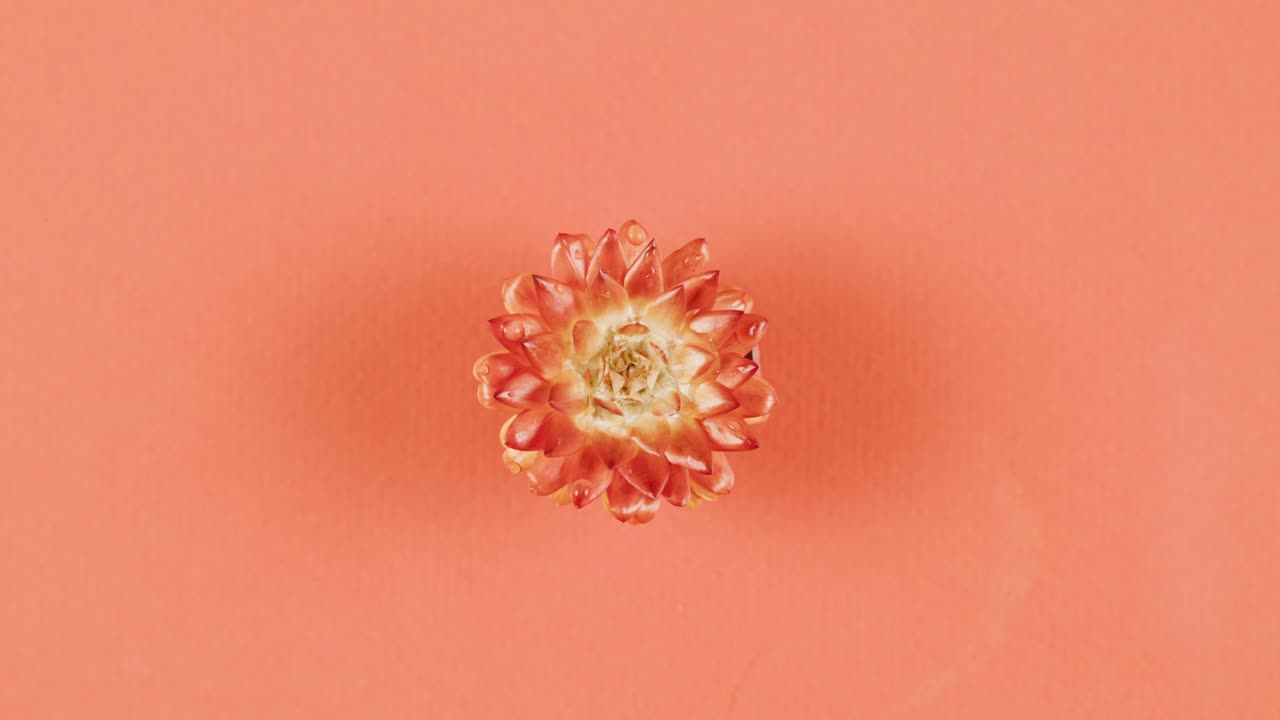 Orange Succulent in Pot