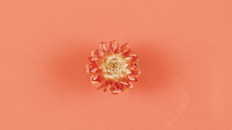orange succulent in pot