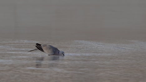 African-Collared-Dove-drinking-water-from-a-fountain-water-pond-in-Abu-Dhabi,-United-Arab-Emirates