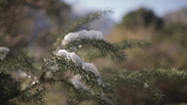 Tree twigs with snow in winter forest