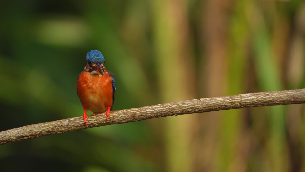 un pájaro lindo con llamado pescador de orejas azules en una luz de rama pero hay una ligera llovizna de lluvia
