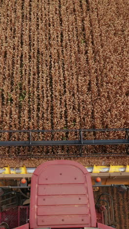 Ripe dry spikelets of wheat are mown by the big combine harvester. Mowing mechanism in the front part of machine cuts the crops. Top view. Vertical video