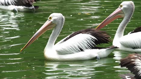 australian pelicans swimming in pond in the zoo