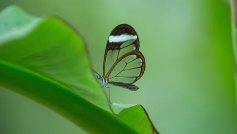 Mariposa-Glasswing-En-El-Santuario-De-La-Naturaleza