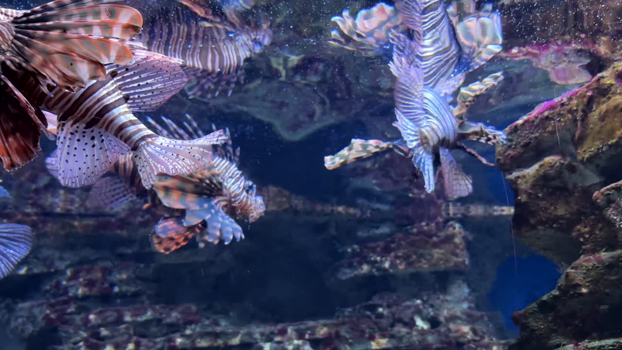 Close up of colorful lionfish swimming near rocks in a clear aquarium environment