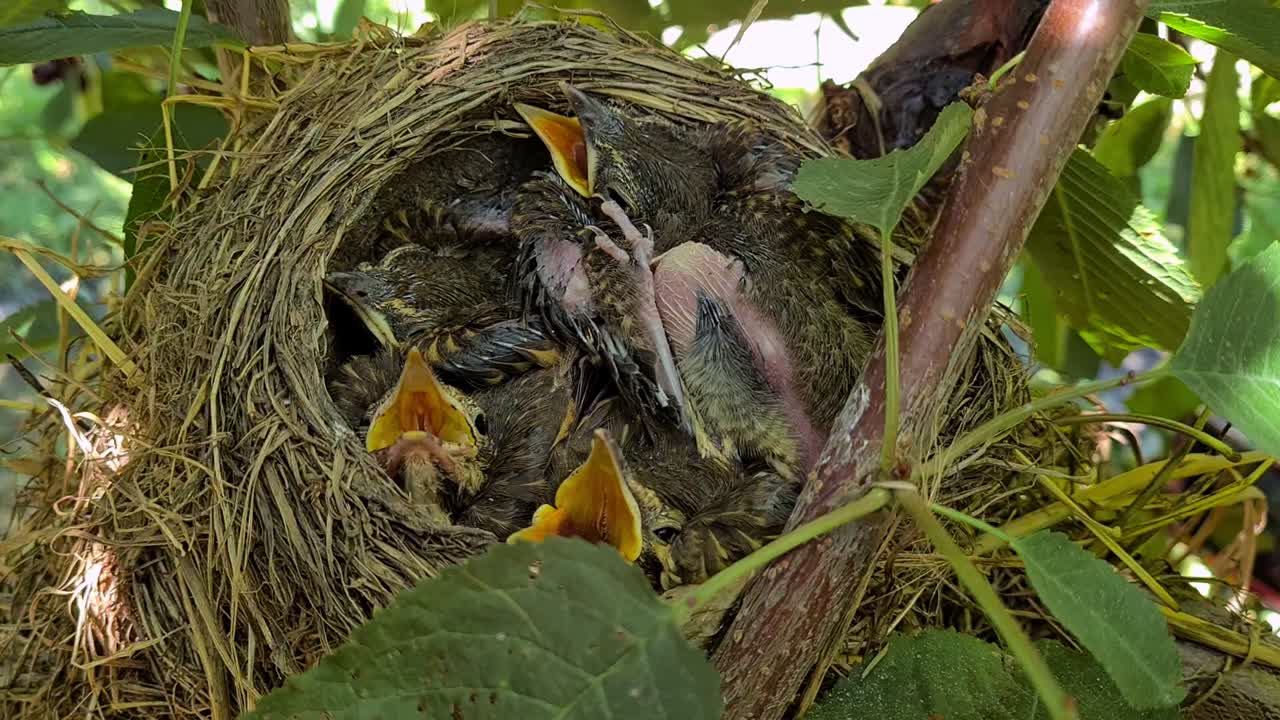Close-up view of a nest with baby birds on a cherry tree