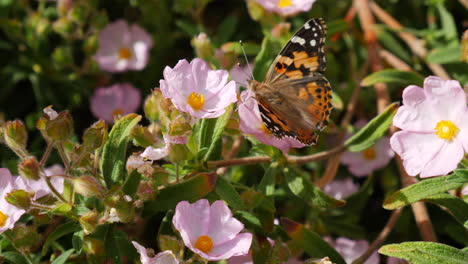 una mariposa pintada con alas coloridas alimentándose de néctar y recogiendo polen en flores silvestres rosas durante una floración de california