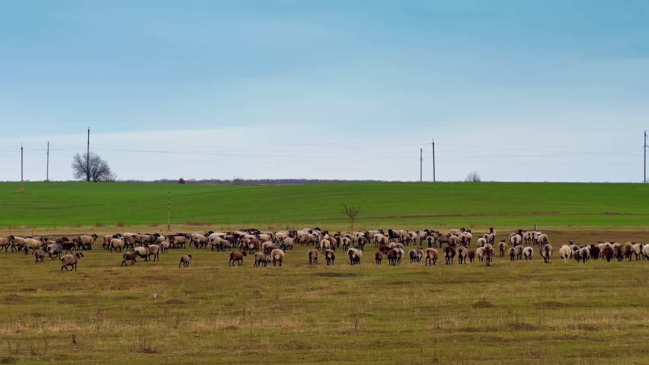 Large herd of grey sheep walking away in the field. A livestock distancing from camera.