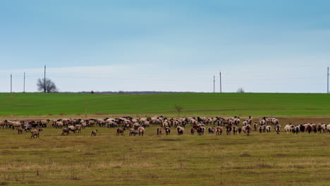 large herd of grey sheep walking away in the field. a livestock distancing from camera.