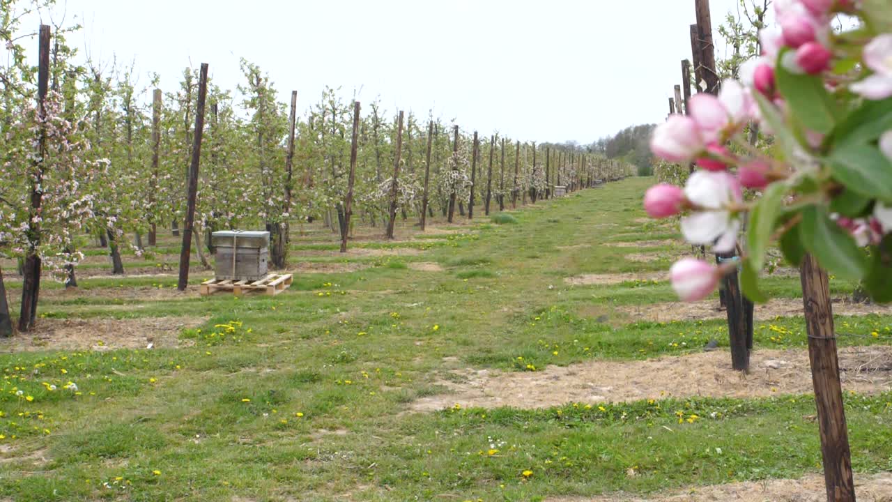 Braeburn apple blossom with bee hive for pollination on a windy May day in Kent uk
