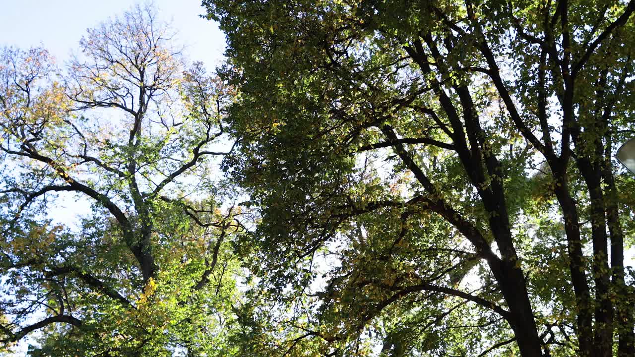 personas caminando en un parque soleado