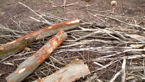 aftermath of industrial logging resulting in deforestation and ecological damage