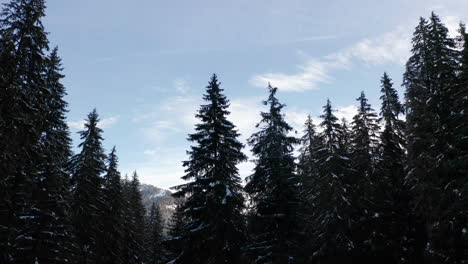 Jib-up-of-snow-covered-pine-trees-and-revealing-a-beautiful-landscape-in-winter