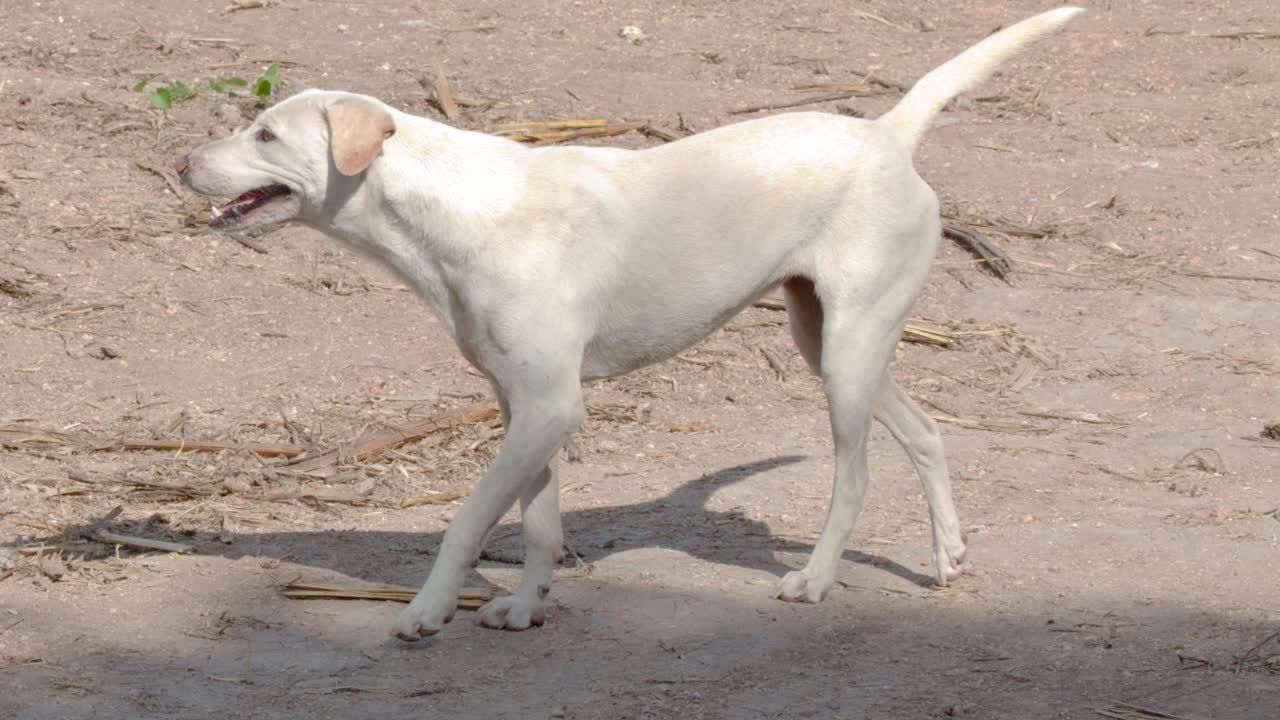 Um cachorro de rua branco caminha e fica parado em uma estrada de terra ensolarada em Khao Yai