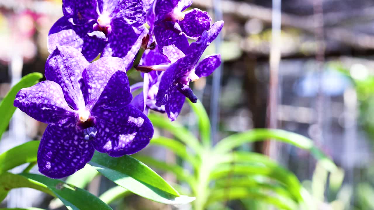 보라색 오키디는 방 시장에서 부드럽게 흔들립니다.