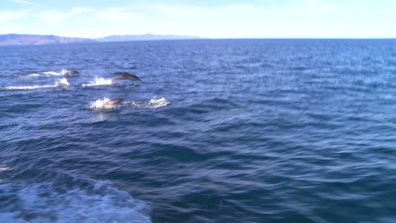 인근 보트에서 볼 수 있듯이 산타 바바라 캘리포니아 해안에서 장난치며 노는 돌고래 떼