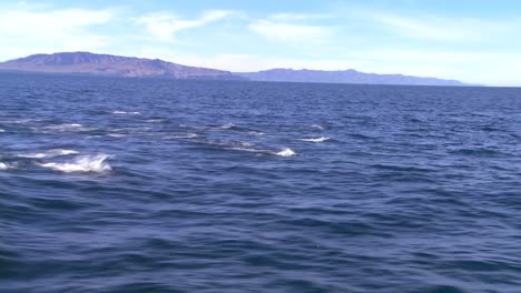 una manada de delfines retoza frente a la costa de santa barbara california vista desde un bote cercano