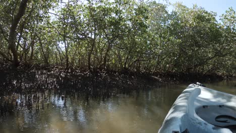 kayak winding its way through a protected mangrove ecosystem and conservation wetland