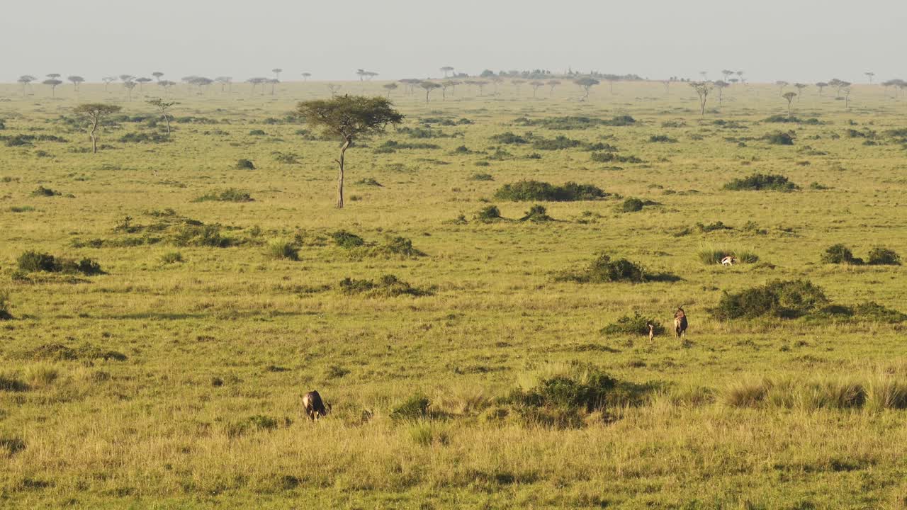 African Savanna Landscape Scenery Aerial Shot with Wildlife Safari Animals and Amazing Beautiful Masai Mara in Africa, Kenya Hot Air Balloon Ride Flight View Flying Over Maasai Mara