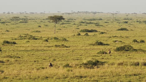 african savanna landscape scenery aerial shot with wildlife safari animals and amazing beautiful masai mara in africa, kenya hot air balloon ride flight view flying over maasai mara