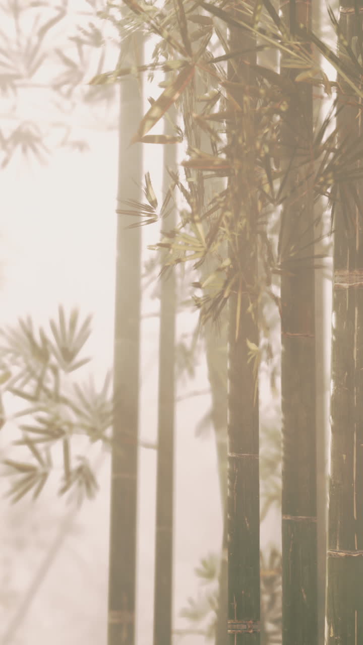 el bosque de bambú brumoso