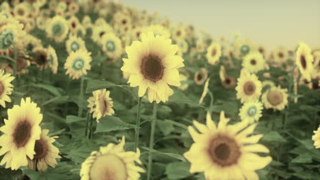 Field-with-yellow-sunflowers-at-sunset-in-summer.