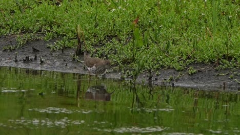 spotted sandpiper walking along a lake