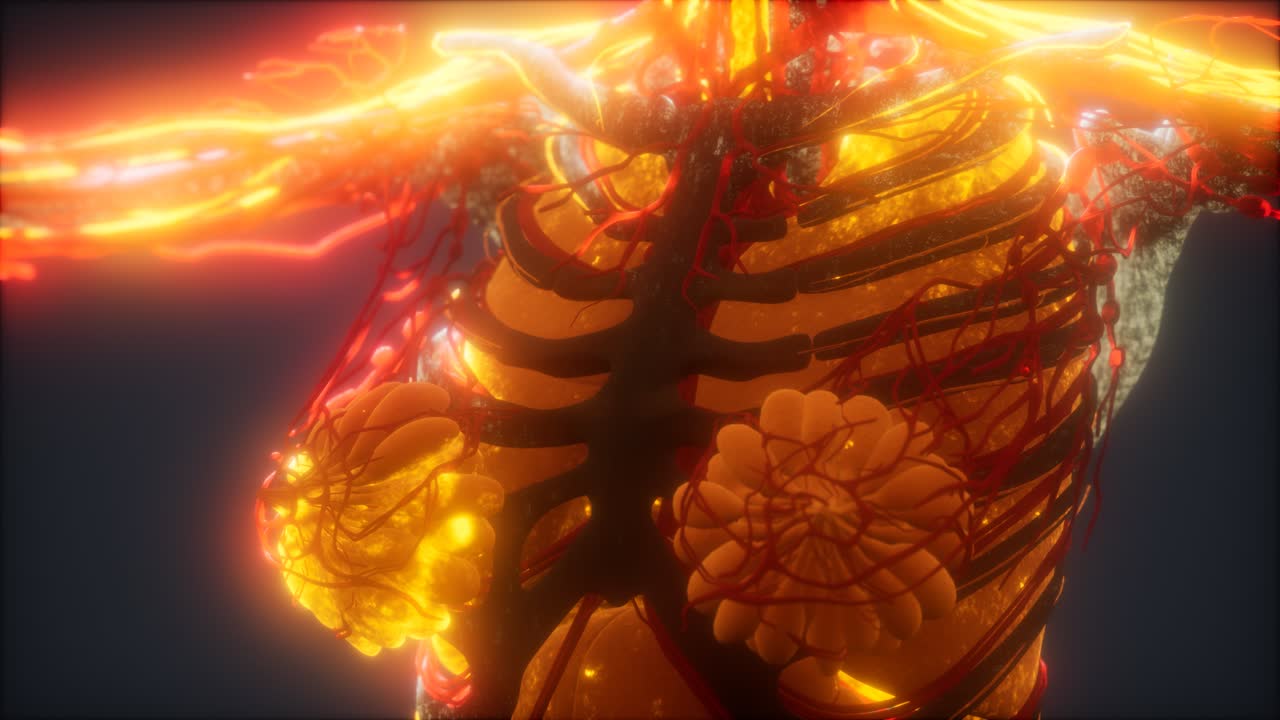 animación médicamente precisa en 3d del corazón y los vasos sanguíneos