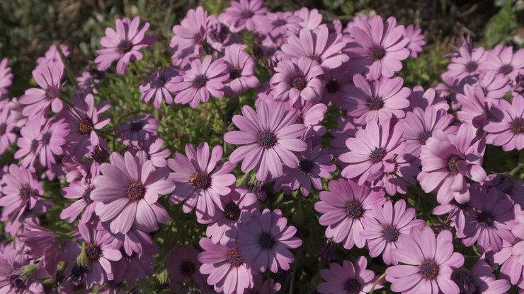 Flores de Dimorphoteca Ecklonis o Dimorphotheca Osteospermum