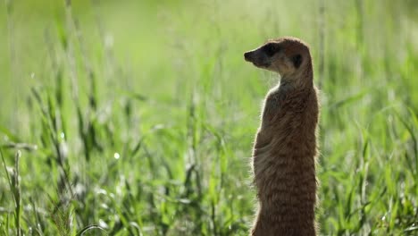 Medium-shot-of-a-Meerkat-standing-on-its-hind-feet-and-scanning-its-surroundings,-Kgalagadi-Transfrontier-Park-with-a-green,-blurred-field-as-the-background