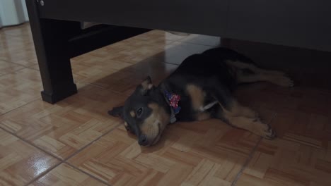 black and brown puppy falling asleep under owners bed