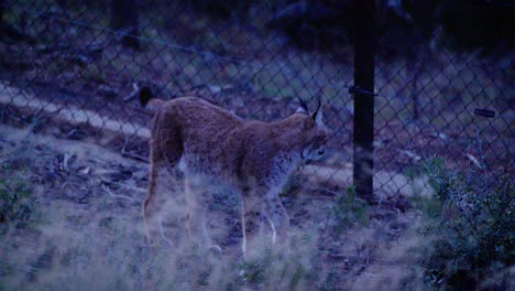 Toma-De-Seguimiento-En-Cámara-Lenta-De-Un-Lince-Mirando-Fijamente-Y-Luego-Huyendo-En-Su-Recinto