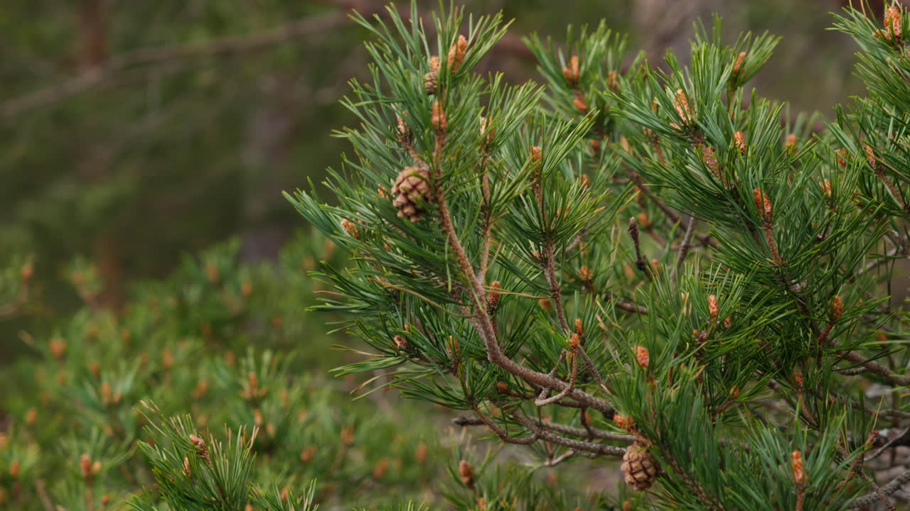 Pine branches adorned with cones sway gently in a lush forest. Suitable for nature documentaries or educational content about forestry