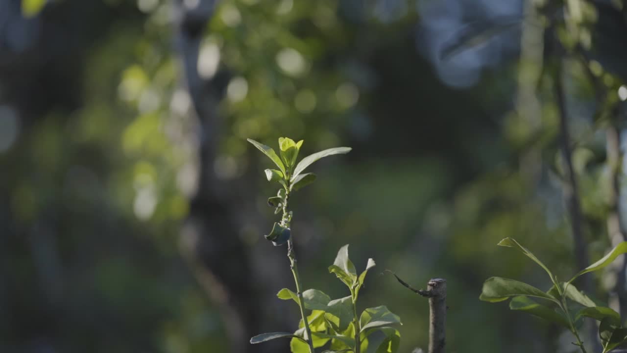 Green Simplicity: Soft Focus on a Lone Twig and Leaves??