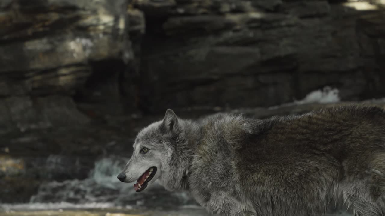 A gray wolf steps cautiously through shallow water, mouth open and ears alert, immersed in the natural rhythm of the river’s edge.