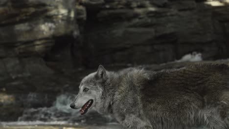 a gray wolf steps cautiously through shallow water, mouth open and ears alert, immersed in the natural rhythm of the river’s edge.
