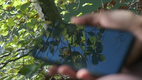 reflejo del árbol en la pantalla de un teléfono -cerrar