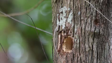 Seen-with-its-head-out-from-its-nest-while-looking-around-and-then-flies-away,-Moustached-Barbet-Psilopogon-incognitus,-Thailand