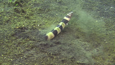 underwater shot of banded snake eel hiding in sandy bottom by moving backwards until disappearing completely