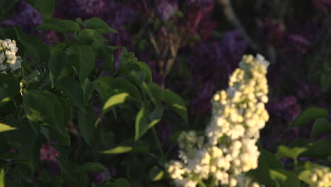 joven flor de primavera