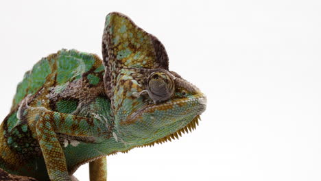 Pan-to-reveal-chameleon-perched-on-tree-branch-isolated-against-white-background---close-up-on-head