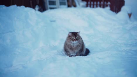 lazy siberian cat trying to catch the snowballs while sitting on snowy ground