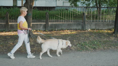 senior woman walking her golden retriever dog