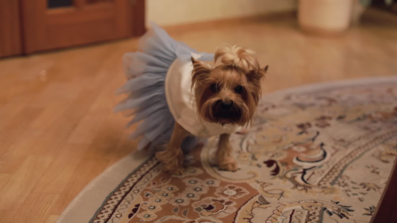 perro terrier con un vestido gracioso