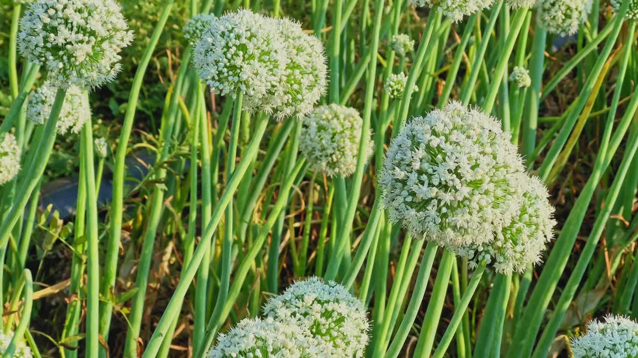 Dichtbij opname van uienplanten met witte bolvormige bloemhoofden die zachtjes wiegen op groene stengels in warm zonlicht, wat een zachte beweging en natuurlijke textuur over het veld creëert.